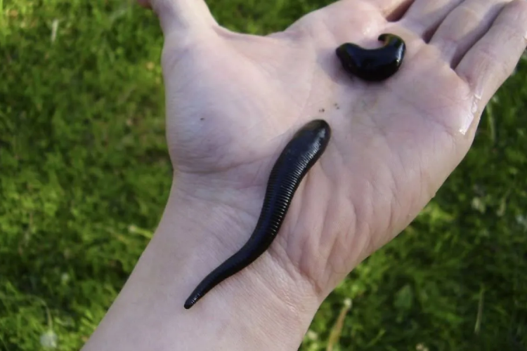 How to Deal with Leeches on the Manaslu Circuit Trek