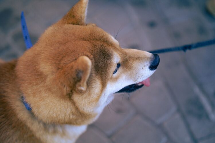 Shiba Inu surge